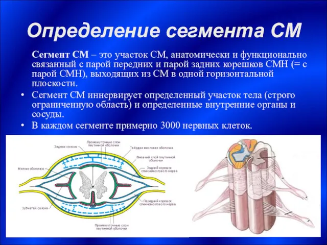Определение сегмента СМ Сегмент СМ – это участок СМ, анатомически и функционально связанный