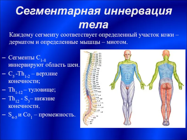 Сегментарная иннервация тела Сегменты С1-8 иннервируют область шеи. С5 -Th1-2 – верхние конечности;