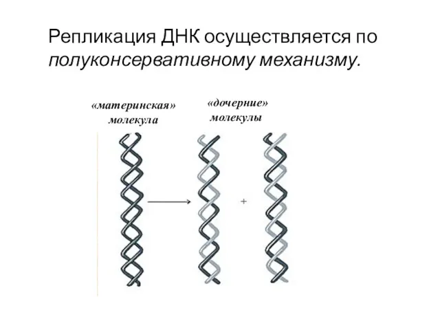 Репликация ДНК осуществляется по полуконсервативному механизму.