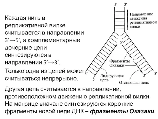 Каждая нить в репликативной вилке считывается в направлении 3’→5’, а комплементарные дочерние цепи