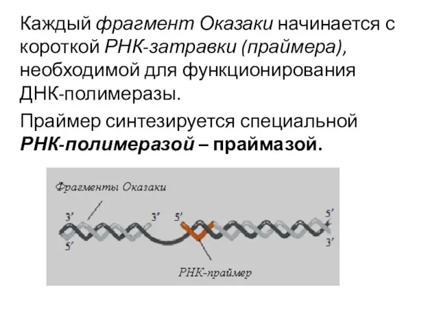 Каждый фрагмент Оказаки начинается с короткой РНК-затравки (праймера), необходимой для функционирования ДНК-полимеразы. Праймер