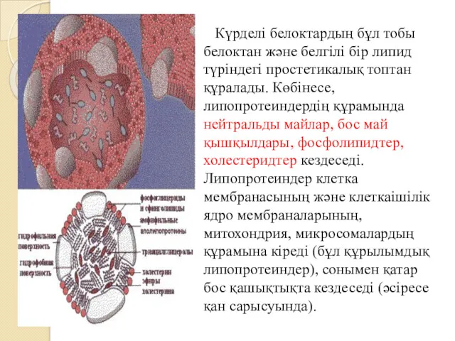 Күрделі белоктардың бұл тобы белоктан және белгілі бір липид түріндегі