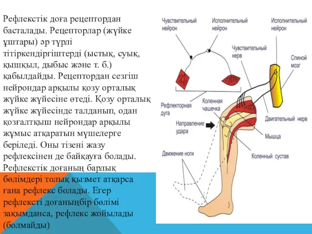 Рефлекстік доға рецептордан басталады. Рецепторлар (жүйке ұштары) әр түрлі тітіркендіргіштерді