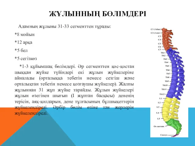 ЖҰЛЫННЫҢ БӨЛІМДЕРІ Адамның жұлыны 31-33 сегменттен тұрады: *8 мойын *12