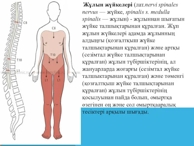 Жұлын жүйкелері (лат.nervi spinales nervus — жүйке, spinalis s. medulla