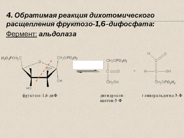 4. Обратимая реакция дихотомического расщепления фруктозо-1,6-дифосфата: Фермент: альдолаза