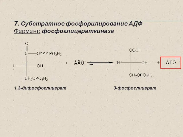 7. Субстратное фосфорилирование АДФ Фермент: фосфоглицераткиназа ~ PO3H2