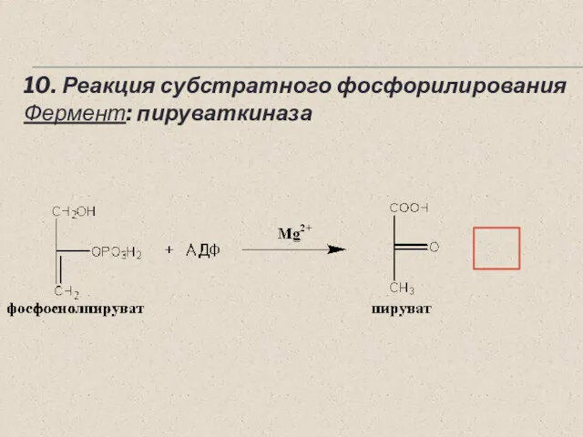 10. Реакция субстратного фосфорилирования Фермент: пируваткиназа ~ PO3H2 + АТФ