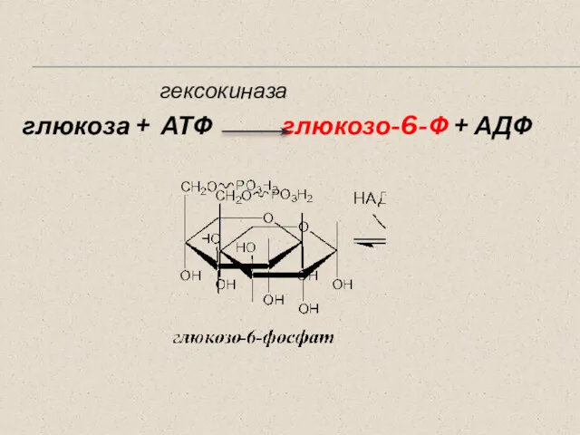 гексокиназа глюкоза + АТФ глюкозо-6-Ф + АДФ