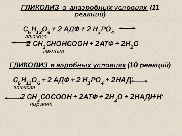 ГЛИКОЛИЗ в анаэробных условиях (11 реакций) С6Н12О6 + 2 АДФ