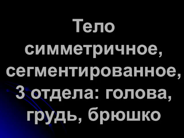 Тело симметричное, сегментированное, 3 отдела: голова, грудь, брюшко