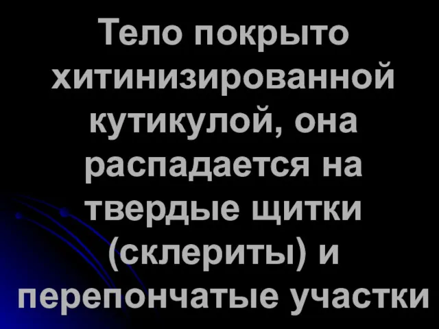 Тело покрыто хитинизированной кутикулой, она распадается на твердые щитки (склериты) и перепончатые участки