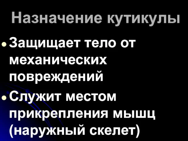 Назначение кутикулы Защищает тело от механических повреждений Служит местом прикрепления мышц (наружный скелет)