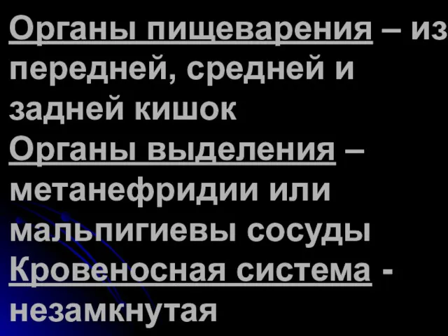 Органы пищеварения – из передней, средней и задней кишок Органы