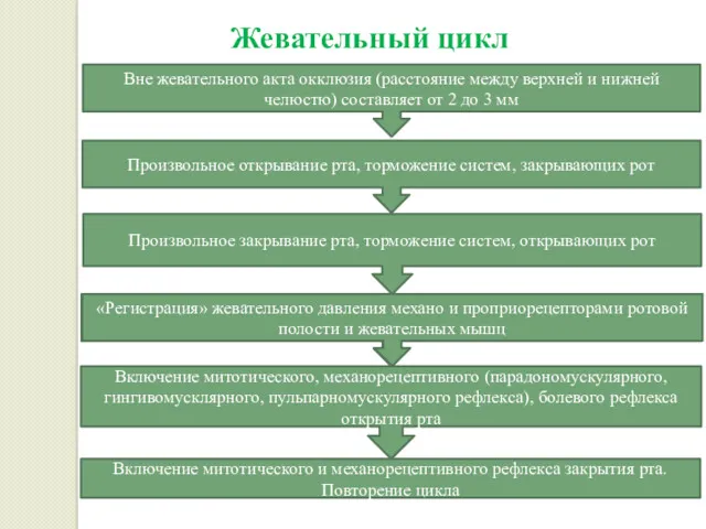 Жевательный цикл Вне жевательного акта окклюзия (расстояние между верхней и