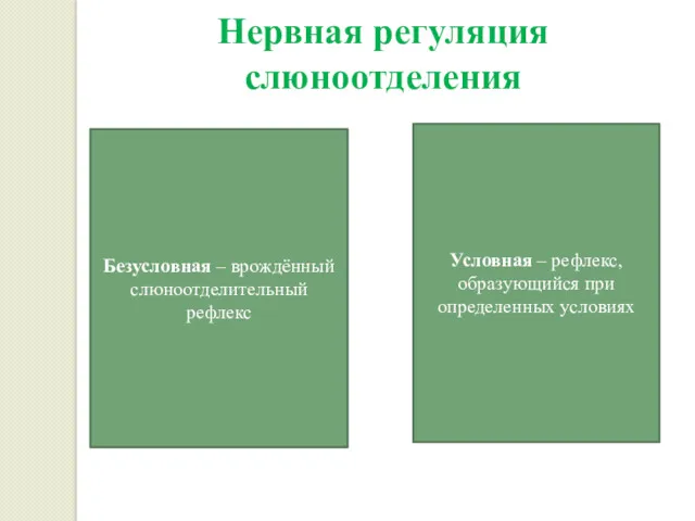 Нервная регуляция слюноотделения Безусловная – врождённый слюноотделительный рефлекс Условная – рефлекс, образующийся при определенных условиях