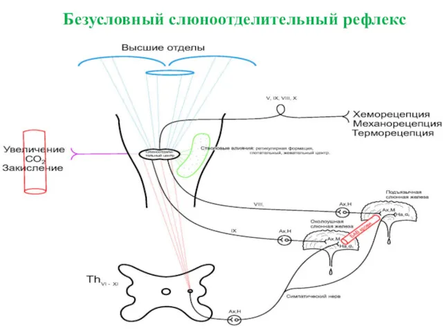 Безусловный слюноотделительный рефлекс