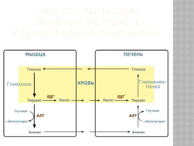 ГЛЮКОЗО-ЛАКТАТНЫЙ (ВЫДЕЛЕН ЖЁЛТЫМ) И ГЛЮКОЗО-АЛАНИНОВЫЙ ЦИКЛЫ