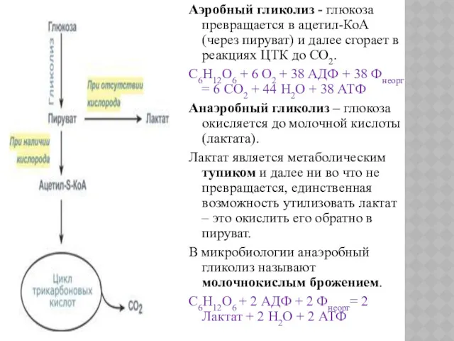 Аэробный гликолиз - глюкоза превращается в ацетил-КоА (через пируват) и