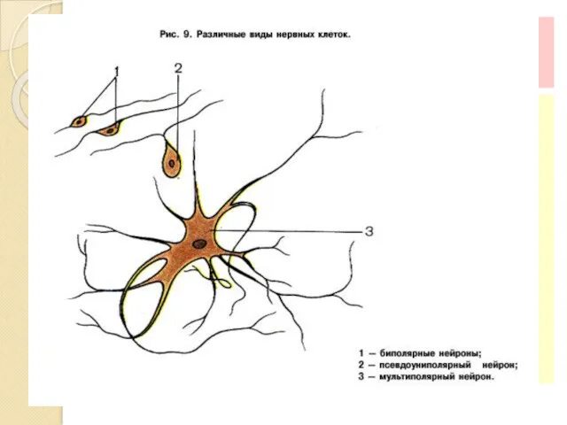 Классификация нейронов По функциональному признаку Афферентные (Рецепторные)–чувствительные Эфферентные – двигательные Ассоциативные - вставочные