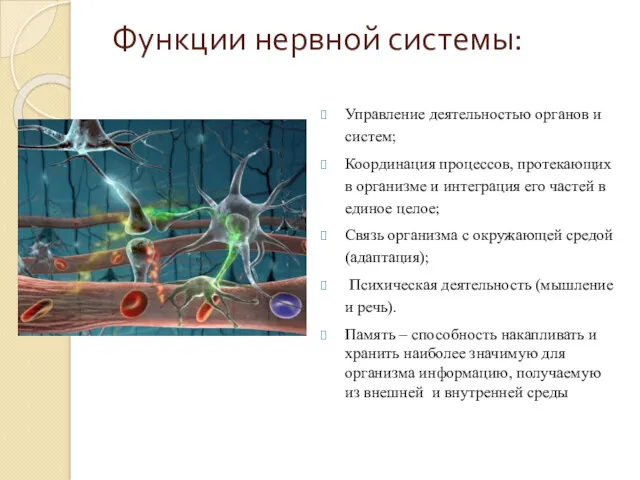 Функции нервной системы: Управление деятельностью органов и систем; Координация процессов, протекающих в организме