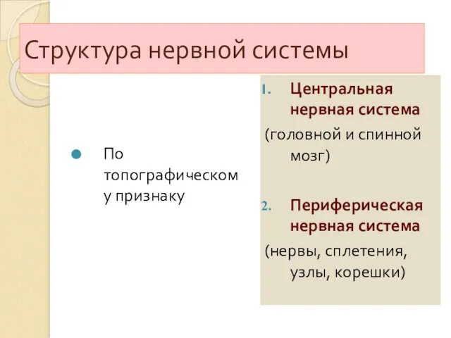 Структура нервной системы По топографическому признаку Центральная нервная система (головной