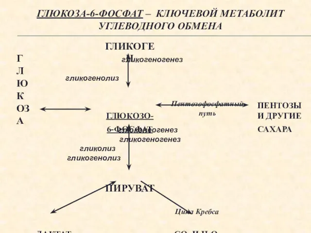 ГЛЮКОЗА-6-ФОСФАТ – КЛЮЧЕВОЙ МЕТАБОЛИТ УГЛЕВОДНОГО ОБМЕНА гликогеногенез гликогенолиз глюконеогенез гликогеногенез гликолиз гликогенолиз