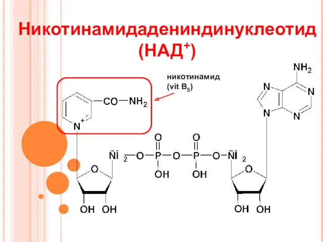 Никотинамидадениндинуклеотид (НАД+) никотинамид (vit B5)