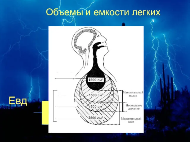 Объемы и емкости легких Евд