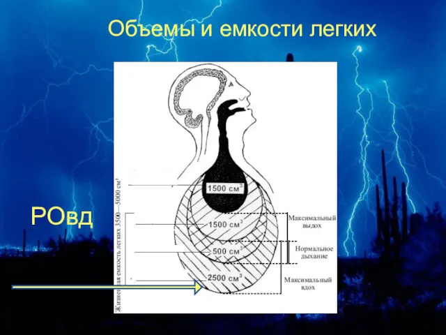 Объемы и емкости легких РОвд