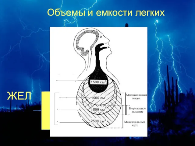 Объемы и емкости легких ЖЕЛ