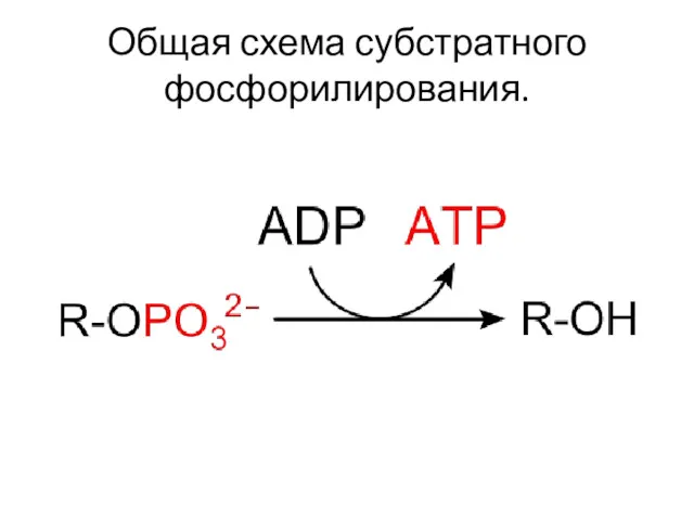 Общая схема субстратного фосфорилирования.
