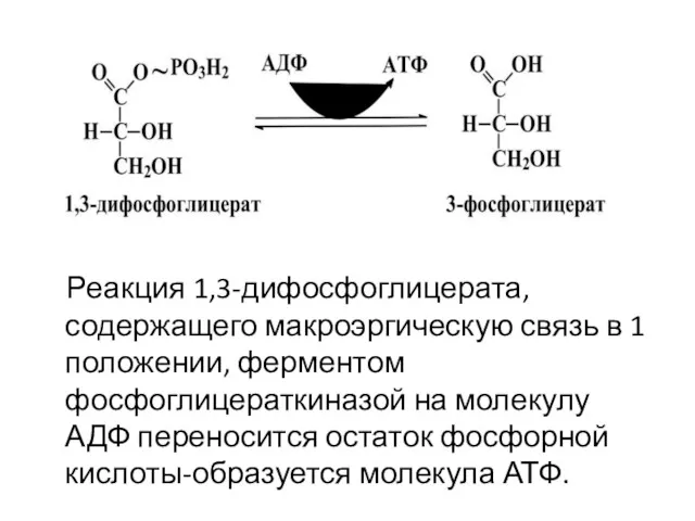 Реакция 1,3-дифосфоглицерата, содержащего макроэргическую связь в 1 положении, ферментом фосфоглицераткиназой