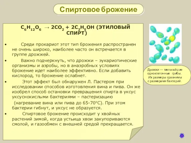 Спиртовое брожение Дрожжи — мельчайшие одноклеточные грибы. Их размеры сравнимы