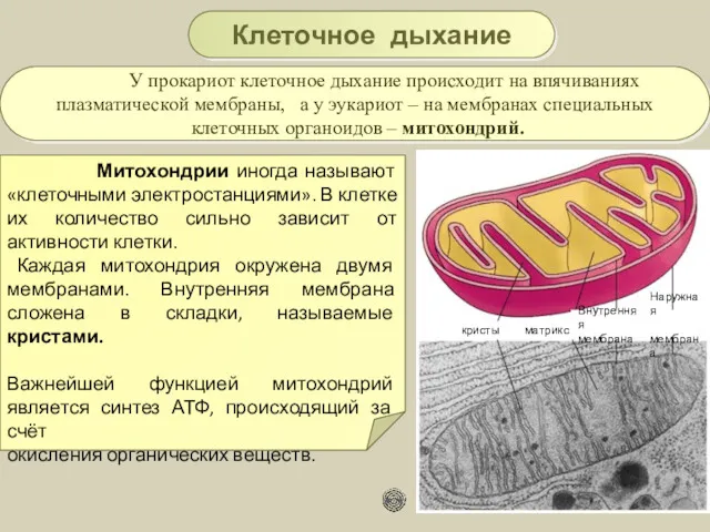 У прокариот клеточное дыхание происходит на впячиваниях плазматической мембраны, а