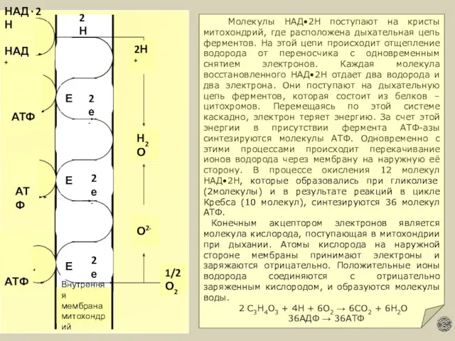Молекулы НАД•2Н поступают на кристы митохондрий, где расположена дыхательная цепь