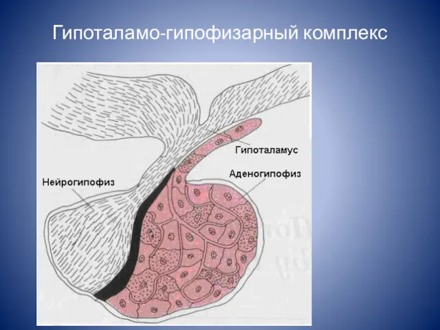 Гипоталамо-гипофизарный комплекс