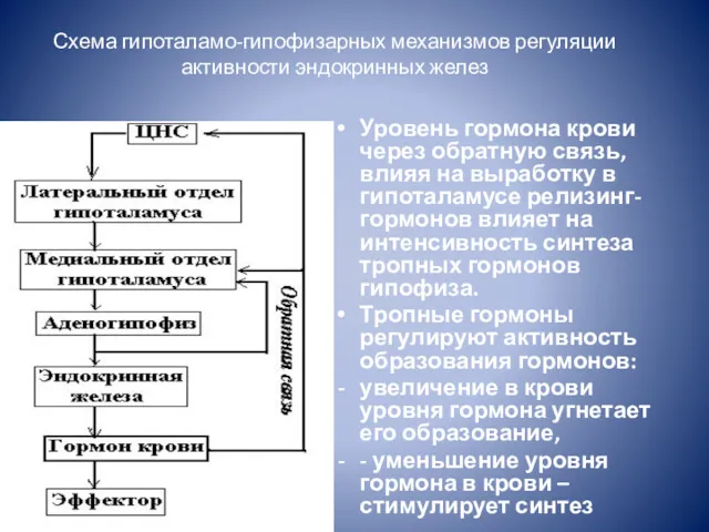 Схема гипоталамо-гипофизарных механизмов регуляции активности эндокринных желез Уровень гормона крови