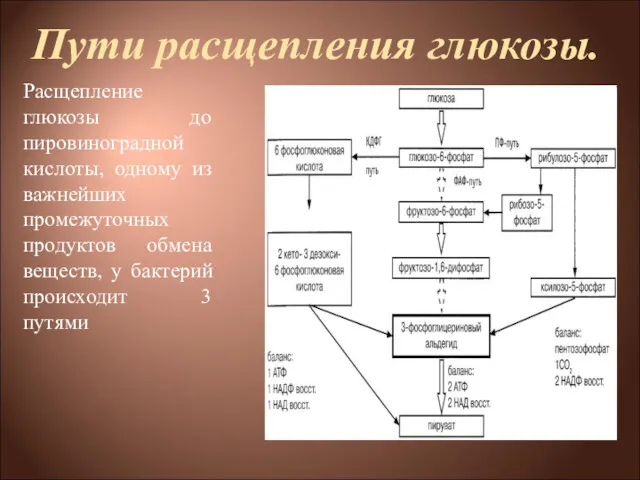 Пути расщепления глюкозы. Расщепление глюкозы до пировиноградной кислоты, одному из