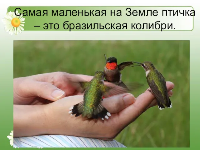 Самая маленькая на Земле птичка – это бразильская колибри.