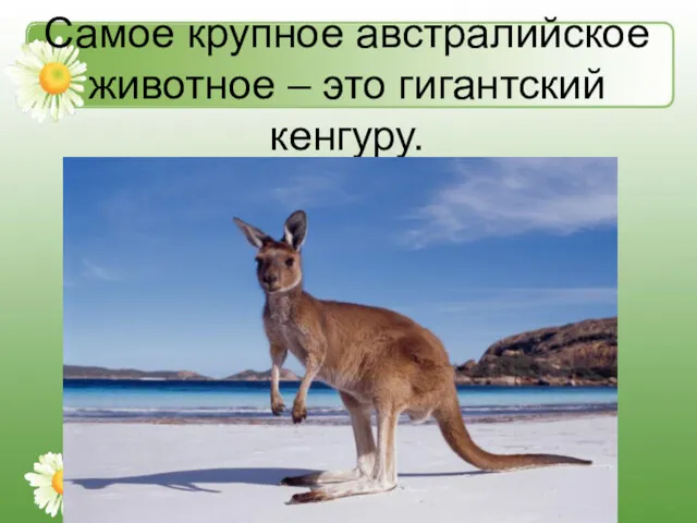Самое крупное австралийское животное – это гигантский кенгуру.