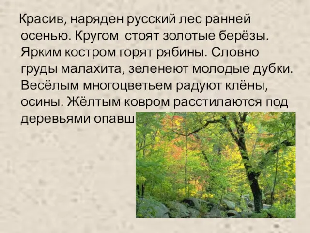 Красив, наряден русский лес ранней осенью. Кругом стоят золотые берёзы.