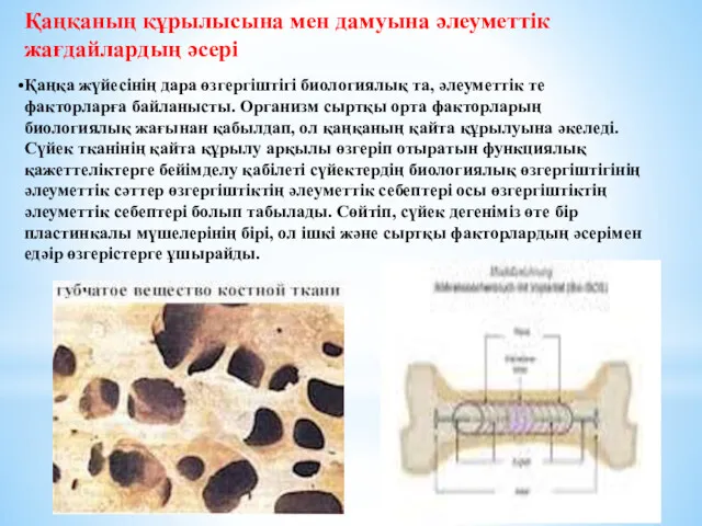 Қаңқаның құрылысына мен дамуына әлеуметтік жағдайлардың әсері Қаңқа жүйесінің дара