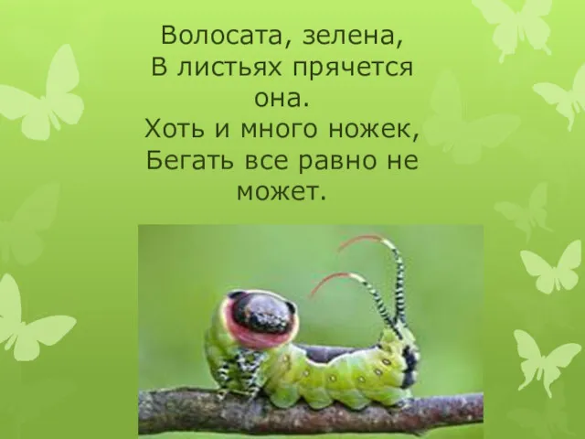 Волосата, зелена, В листьях прячется она. Хоть и много ножек, Бегать все равно не может.