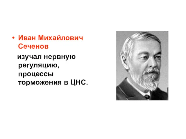 Иван Михайлович Сеченов изучал нервную регуляцию, процессы торможения в ЦНС.