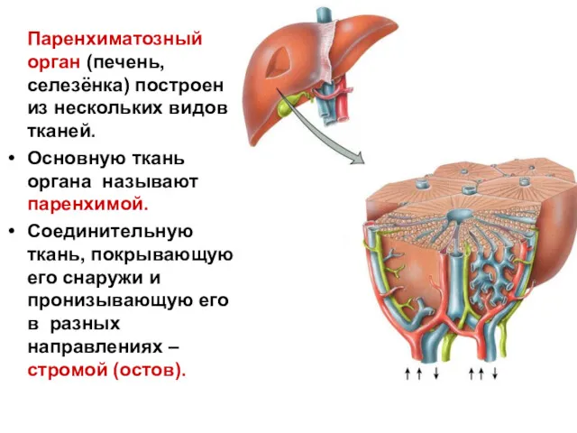 Паренхиматозный орган (печень, селезёнка) построен из нескольких видов тканей. Основную