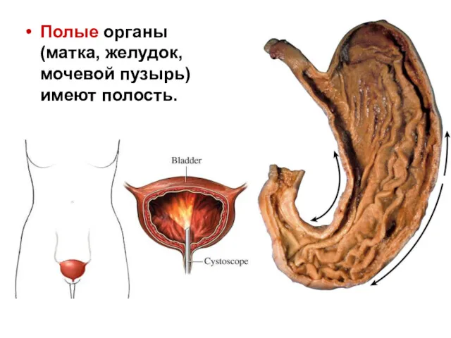 Полые органы (матка, желудок, мочевой пузырь) имеют полость.