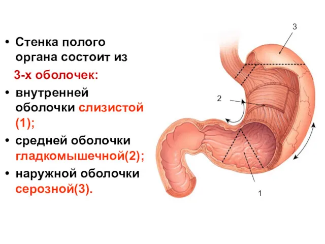 Стенка полого органа состоит из 3-х оболочек: внутренней оболочки слизистой(1);