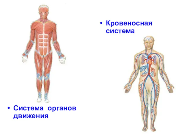 Система органов движения Кровеносная система