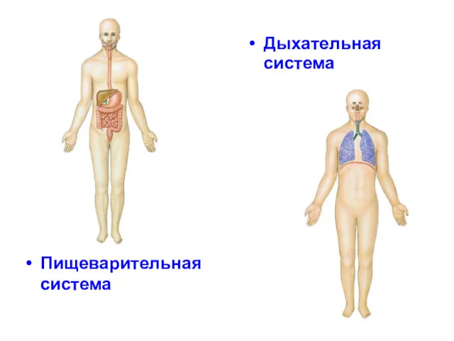 Пищеварительная система Дыхательная система